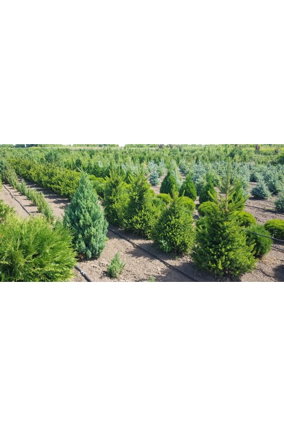 Ялина звичайна Віллс Цверг - ком35кг/вис.80-90см/Ø40-45см